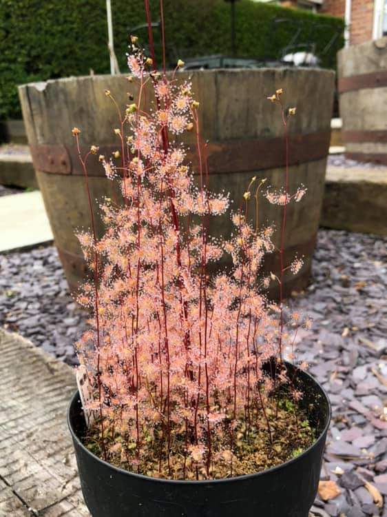 【新品】耳叶球根茅膏菜丨D. auriculata From.Allen休眠球一个