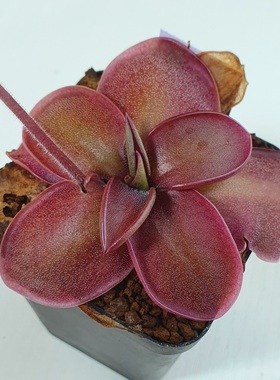 圣塔卡琳娜墨兰捕虫堇Pinguicula moranensis （Santa Catarina）