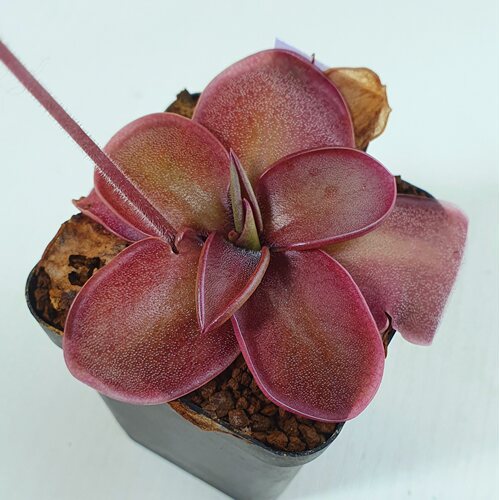 圣塔卡琳娜墨兰捕虫堇Pinguicula moranensis （Santa Catarina）