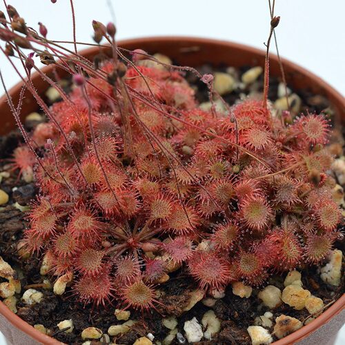 【新品】毛柄茅膏菜丨Drosera pilosa 南非高地茅