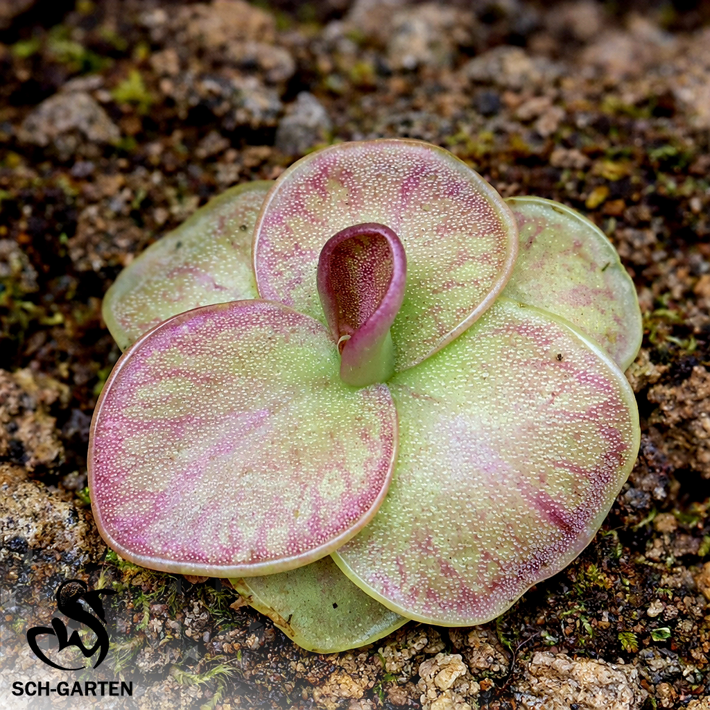 遁甲捕虫堇丨Pinguicula "SCH Testudo"栩园培育