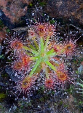 【迷你茅】星花迷你茅膏菜丨Drosera stelliflora丨食虫植物