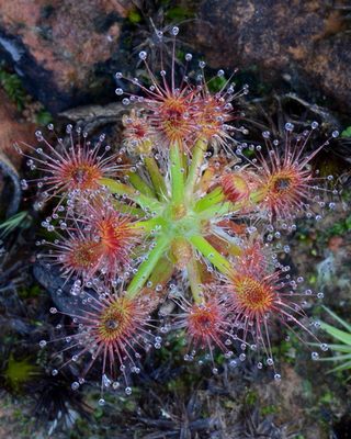 【迷你茅】星花迷你茅膏菜丨Drosera stelliflora丨食虫植物