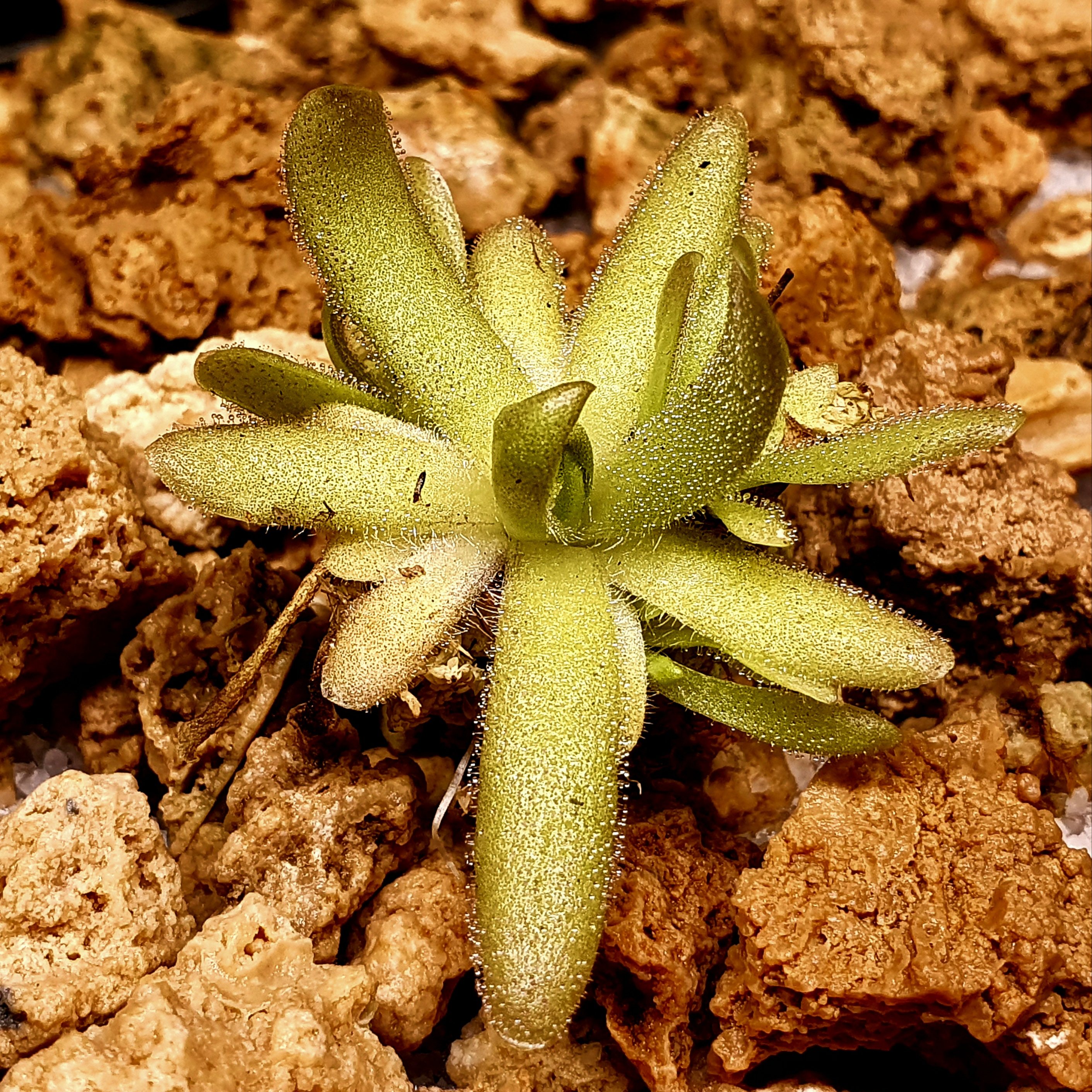 【春季奇遇】萃毒之刃捕虫堇0313,带侧芽,3.7CM