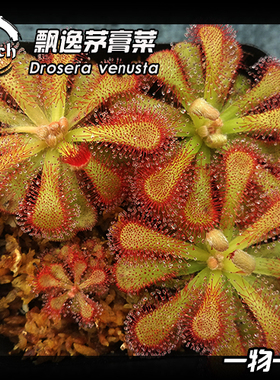【新品】飘逸茅膏菜 丨Drosera venusta丨食虫植物