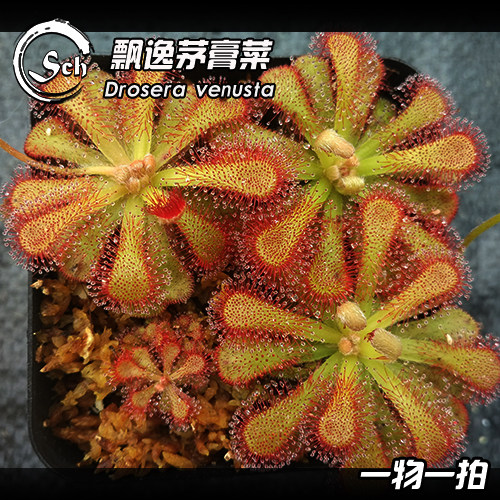 【新品】飘逸茅膏菜 丨Drosera venusta丨食虫植物