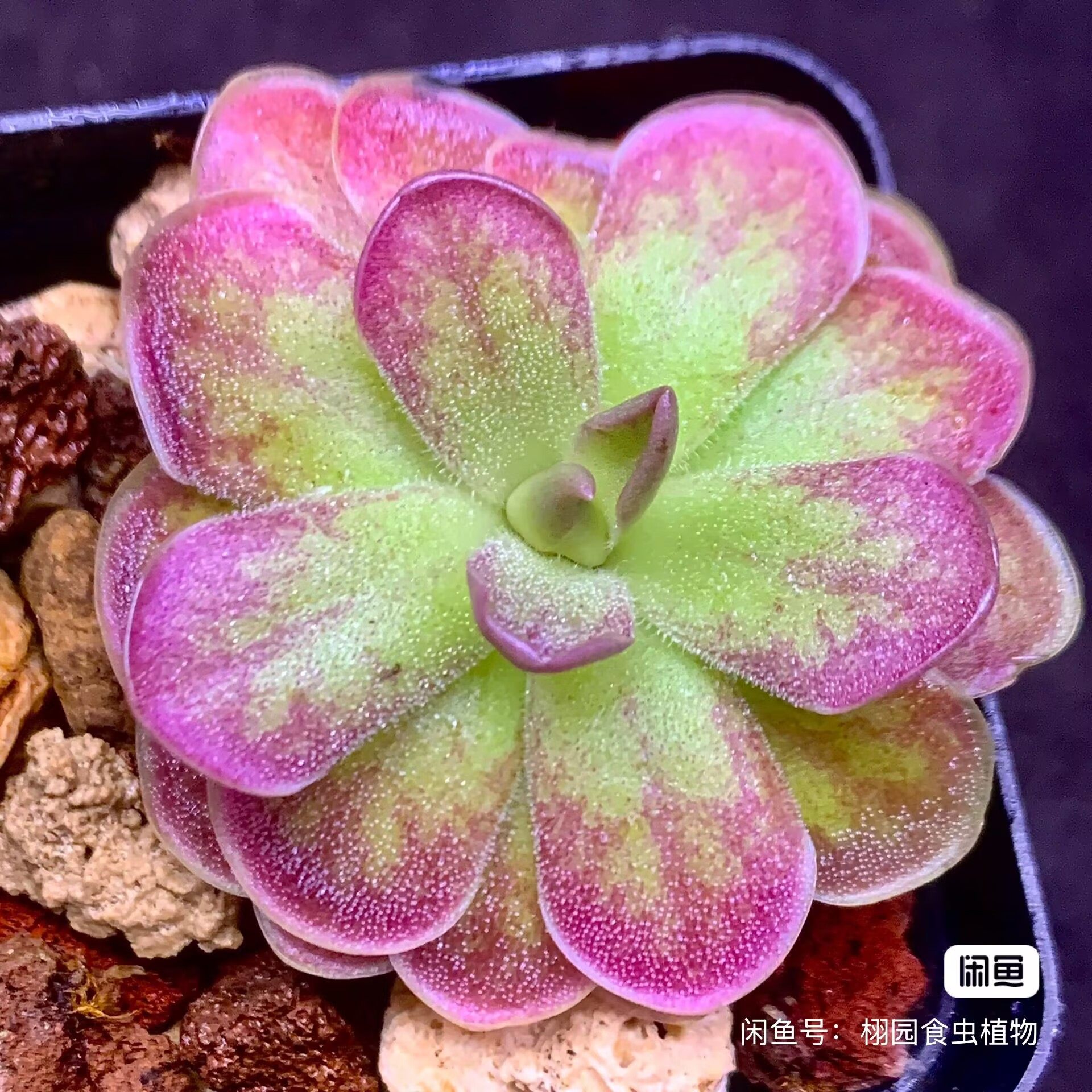 【新品】伯恩斯捕虫堇 Pinguicula“SCH Betas” 栩园培育