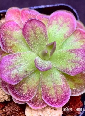 【新品】伯恩斯捕虫堇 Pinguicula“SCH Betas” 栩园培育
