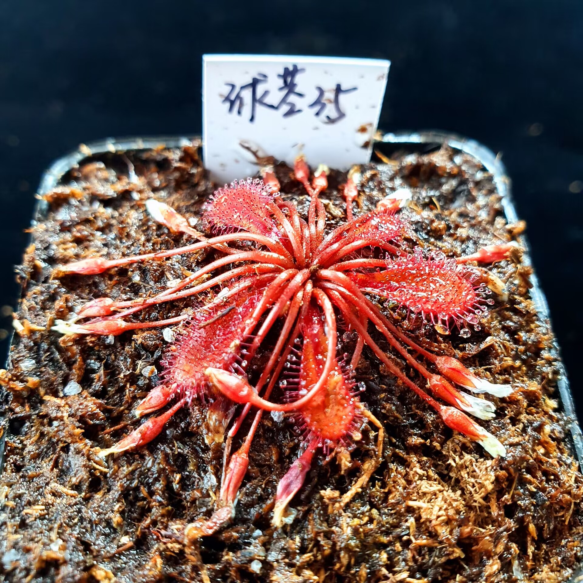 【丰收季】球茎茅膏菜35号 2.9cm
