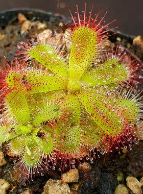 【丰收季】楔形叶茅膏菜Drosera cuneifolia 052901  3＋1.5CM