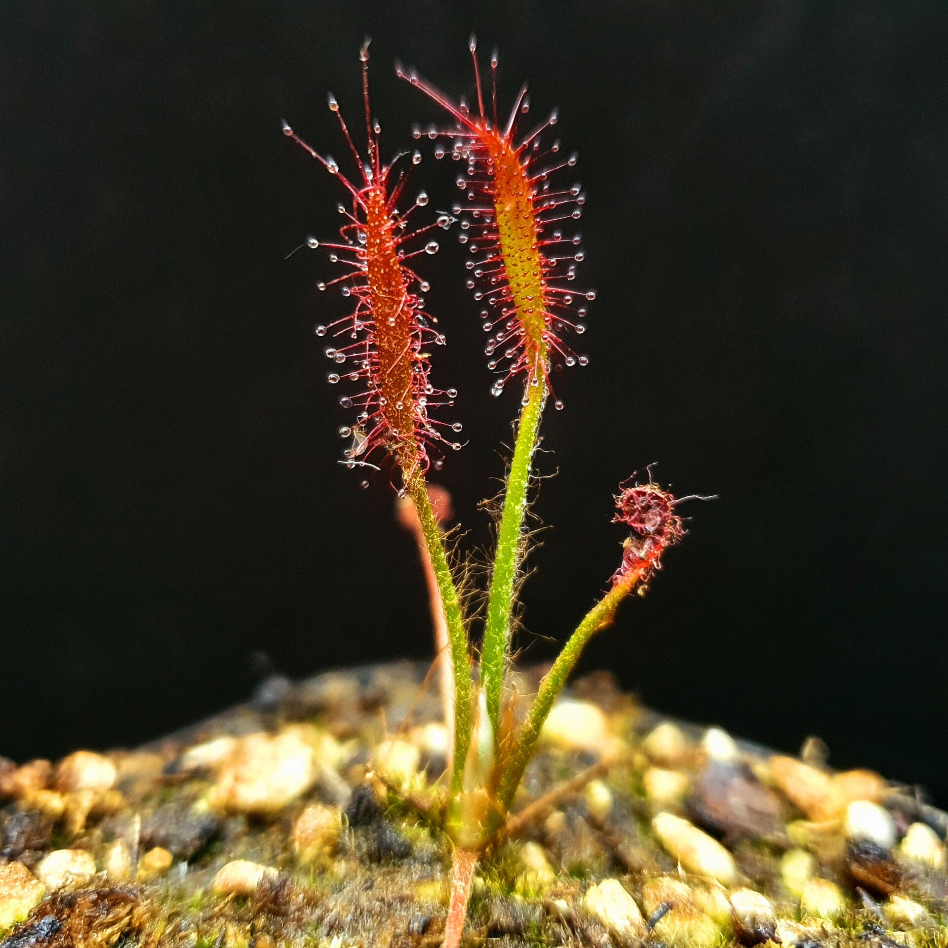 【丰收季】艳红茅膏菜 D.camporupestris22号 4.5CM