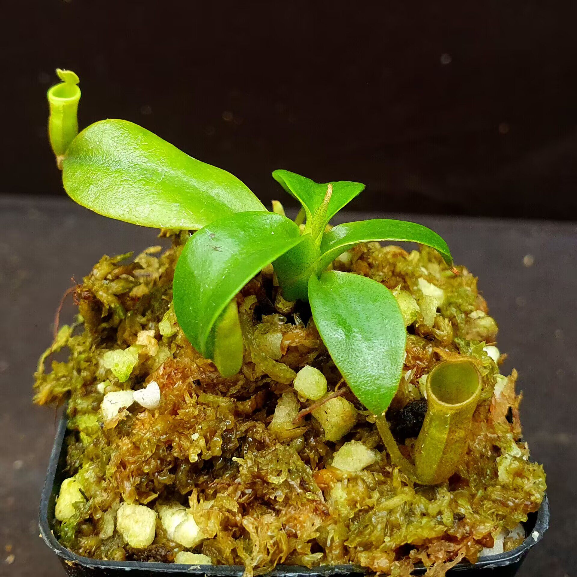 【丰收季】csm风铃x(欣佳浪山 x惊奇)猪笼草  0701   6cm