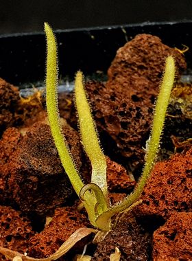 【丰收季】莫克提玛捕虫堇P. moctezumae   2.5CM