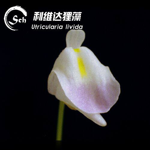 【特惠】utricularia livida 丨利维达狸藻丨食虫植物