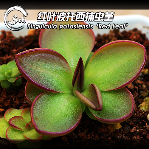 BCP红叶波托西捕虫堇丨Pinguicula potosiensis丨食虫植物 稀有