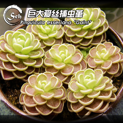 巨大爱丝吃虫食人花室内捕虫堇