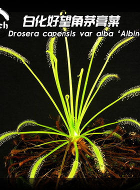 Drosera capensis var.alba 白化好望角茅膏菜  食虫植物