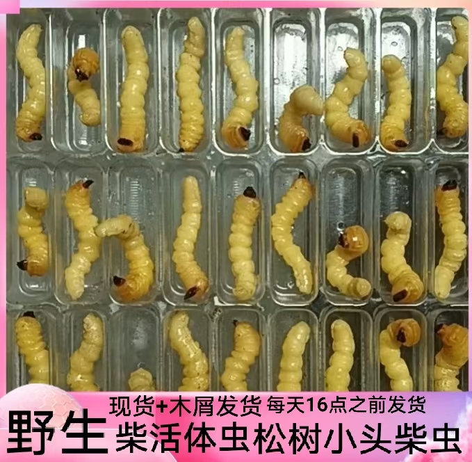 松树虫活虫喂鸟虫木虫鸟儿专用虫天牛虫提性虫壮膘虫野生松树柴虫