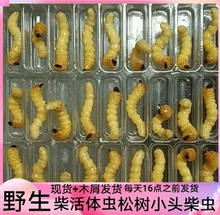 松树虫活虫喂鸟虫木虫鸟儿专用虫天牛虫提性虫壮膘虫野生松树柴虫