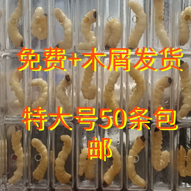 柴虫特大号50条贵州松树野生活体虫天牛幼虫高蛋白鸟儿提性壮膘虫
