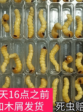 柴虫幼虫野生柴虫50只高蛋白