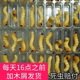 松树虫 活体野生天牛幼虫喂鸟虫高蛋白鸟儿提性壮膘斗鸟专用虫