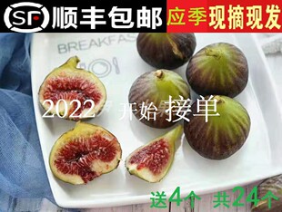 富奶天然 孕妇幼儿新鲜水果 2.5斤 丑果糖包子无花果 非青皮红皮