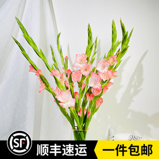 云南昆明鲜花新鲜剑兰花期长基地直发家庭办公室水养花卉顺丰包邮