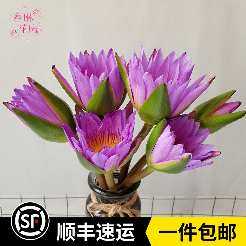 新鲜睡莲鲜花荷花莲蓬供佛家庭办公室插花云南鲜花空运包邮
