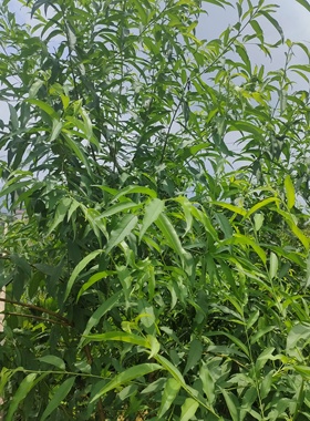 广东新鲜桃树枝叶桃树叶带分叉搬家产妇出院宝宝压惊洗澡中药