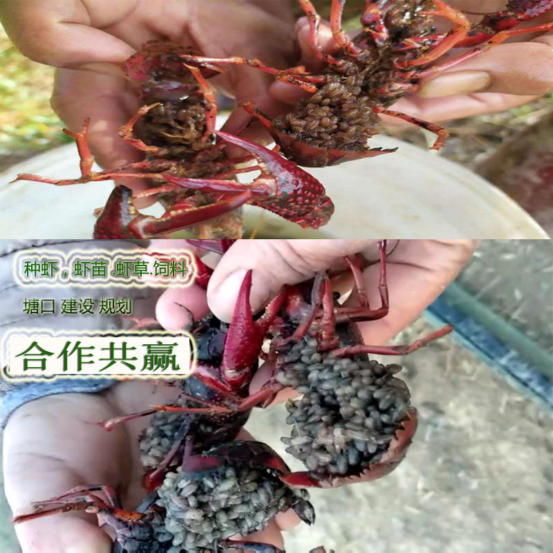 小龙虾种苗养殖繁殖龙虾苗幼苗淡水龙虾苗养殖青虾苗培育送水草