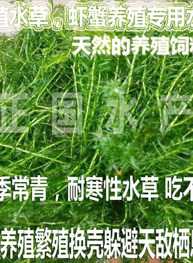 伊乐藻吃不败水草虾蟹养殖水草