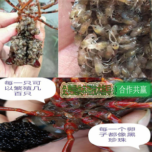 小龙虾养殖红壳小龙虾苗种虾繁殖虾种培育小龙虾苗幼苗钓虾