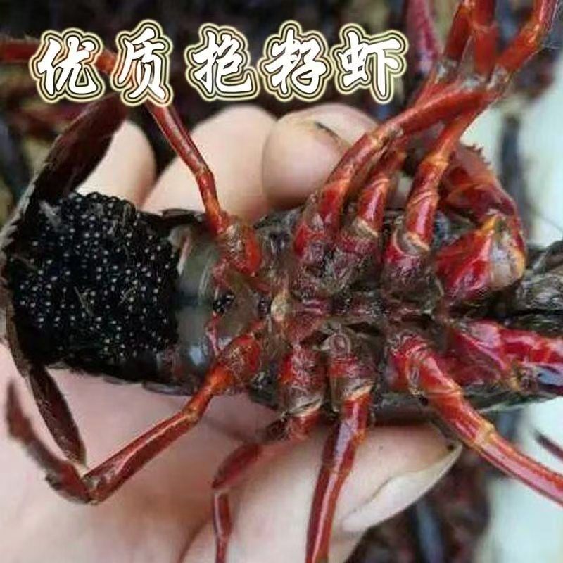淡水小龙虾种抱籽虾尾部带籽抱籽虾小龙虾幼苗繁育种种繁殖