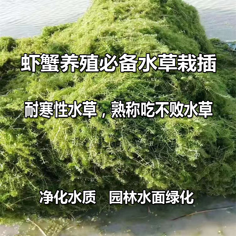 水产养殖用鲜活栽插水草耐寒草净化水质虾蟹食用水草吃不败伊乐藻