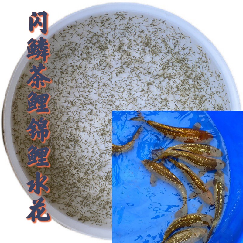 【精品闪鳞茶鲤锦鲤水花苗】日本纯种炮弹体带头锦鲤闪鳞茶鲤水花
