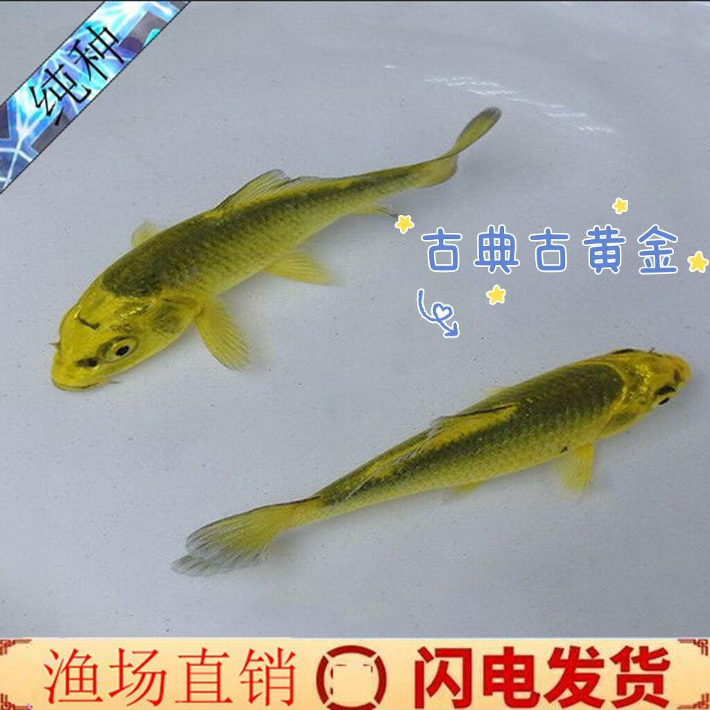 锦鲤活鱼古典黄金锦鲤纯种古黄金小鱼苗冷淡水宠物活体招财观赏鱼