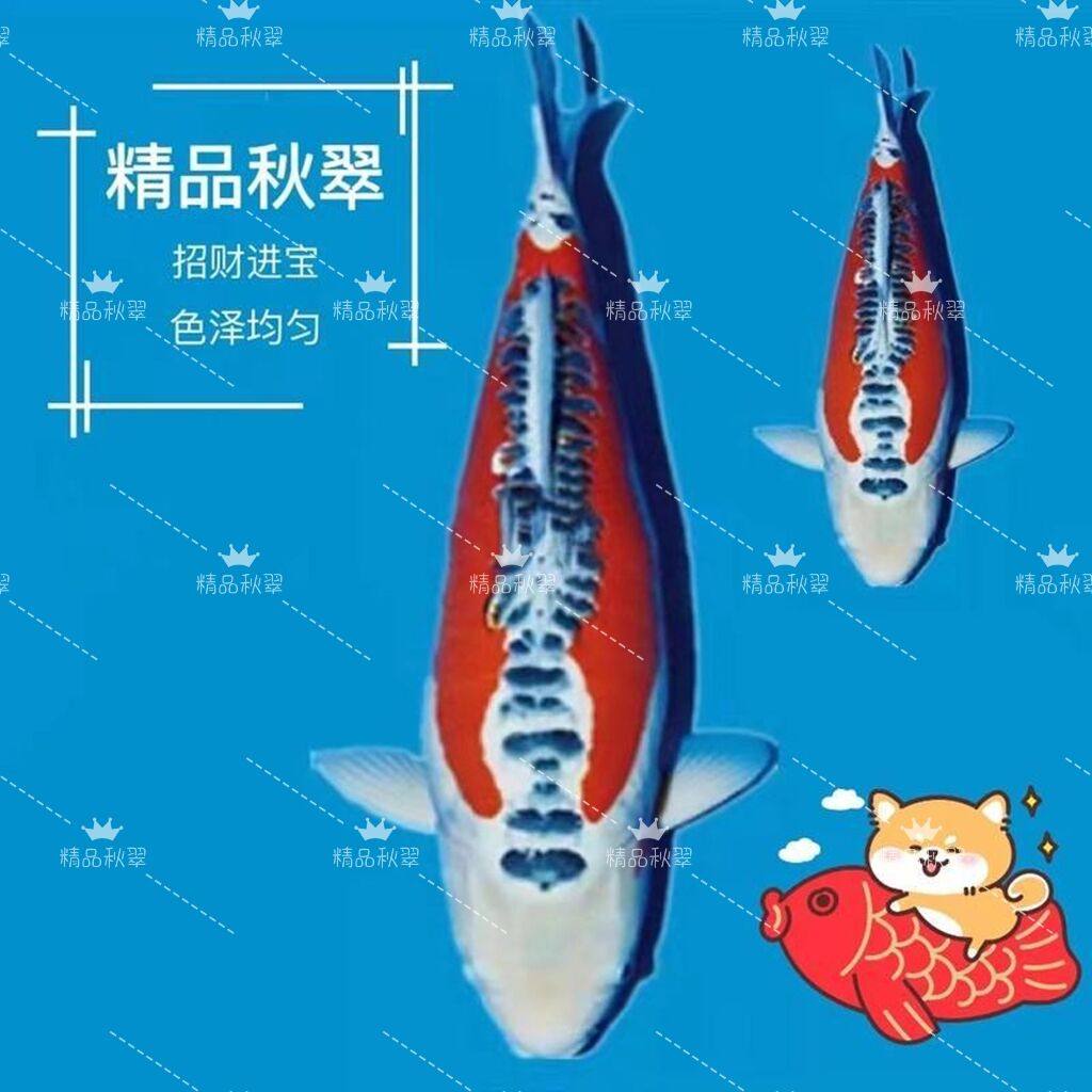 锦鲤活体德系红秋翠锦鲤鱼丹顶冷水纯种精品邱翠三色三道鳞观赏鱼