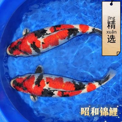 昭和锦鲤精品大正昭和锦鲤三色风水冷淡水大小型活体观赏鱼苗