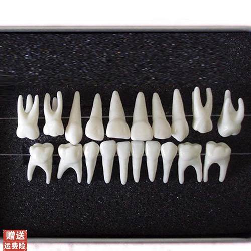 ENOVO颐诺恒牙牙齿1:1J模型成人牙列牙齿模型