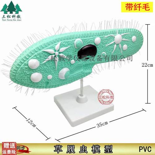 33103草履虫模型带支架纤毛中学生物实验器材教学.PVC模型