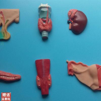 正品人体内分泌系统模型内分泌A腺医学甲状腺肾上腺垂体松果体