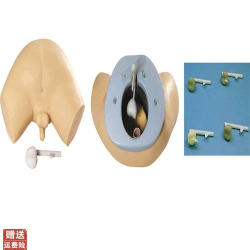 前列腺检查模v型佳悦科教通L63