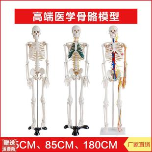 高端医教学用人体骨骼模型r骨架骷髅解剖带神经血管仿真45cm85cm