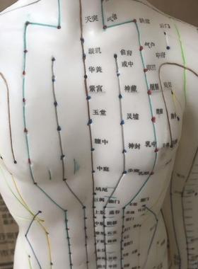自然大人体针灸模型1q78CM自然大人体针灸模型178CM