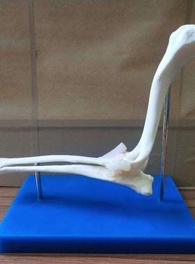 狗肘骨关节狗骨架动物模型宠物兽医G教学医用医学演示饰品包邮