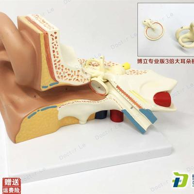 放大3倍耳解剖模m型人体耳朵模型内耳耳蜗半规管鼓膜颅骨底