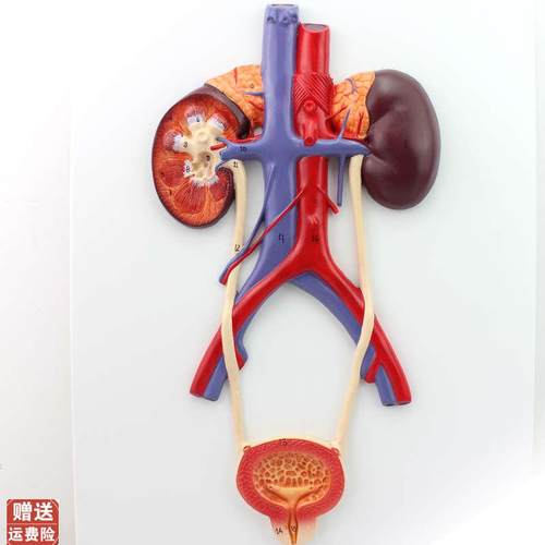 ENOVO颐诺人j体泌尿系统模型输尿管膀胱尿道模型肾解剖模型医学泌