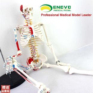 ENOVO颐诺g医学85CM人体骨骼模型神经肌肉起止点骨架瑜伽教学脊柱