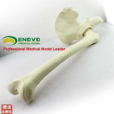 骨科手术摸拟Sawbomne骨科pfna操作Sawbone人工皮质骨松质骨模型